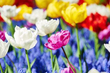 Colorful spring tulips flowers field