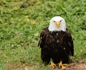 american bald eagle on the fence