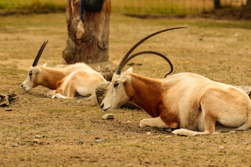 antelope in the zoo