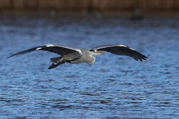 Grey Heron (Ardea cinerea)