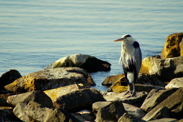 Da steht der Reiher und wartet auf Fische
