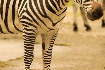 zebra close up