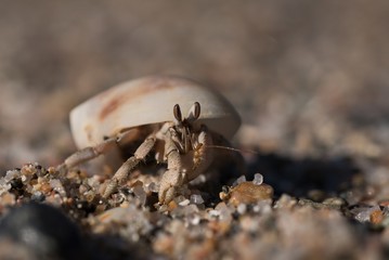 crab