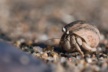 crab