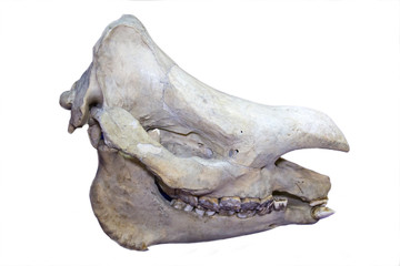 The skull of an Indian rhinoceros (lat. Rhinoceros unicornis) isolated on a white background, fauna, mammals, ungulates
