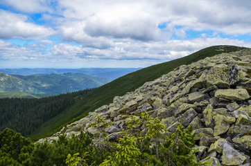 Carpathian mountains in summer. A path to the peak waving through creeping pine. Cloudy sunny day. Gorgany ridge, Ukraine