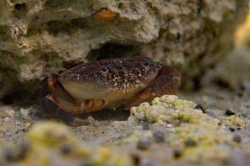 crab