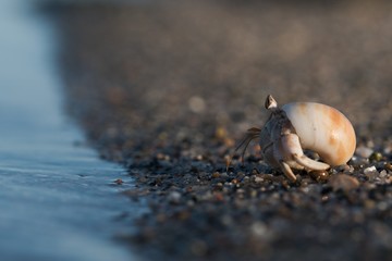crab