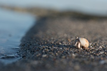 crab