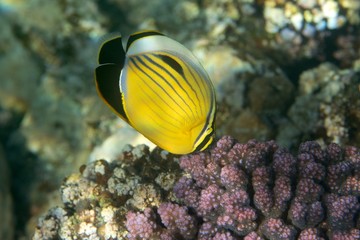 polyp butterflyfish