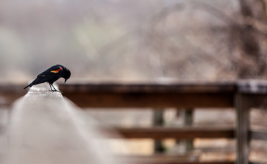 Red winged Black Bird