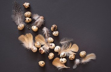 Quail eggs with beautiful feathers on a black background.