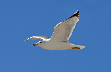 flying Yellow-legged gull / fliegende Mittelmeermöwe (Larus michahellis)