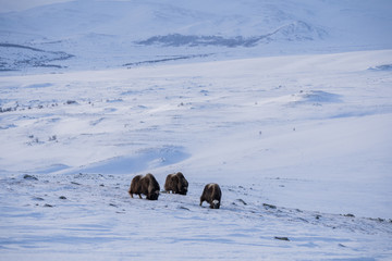 Fototapeta premium Muskox (Ovibos moschatus) a wild animal from Dovrefjell National Park, Norway. Wildlife of Norway