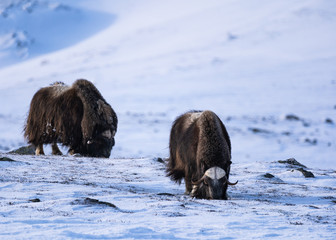 Muskox (Ovibos moschatus) a wild animal from Dovrefjell National Park, Norway. Wildlife of Norway