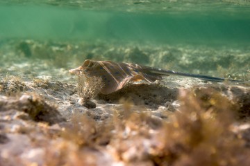 bluespotted stingray