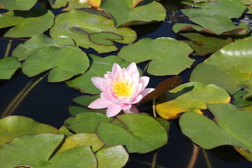 pink water lily