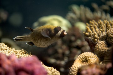 Masked pufferfish © JirinaVFR