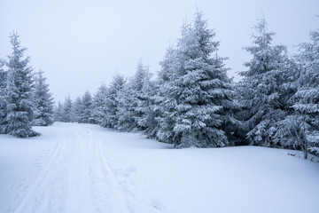 Gorgeous winter landscape in the mountains at snowy visibility with fog in the background, Czech Lysa Mountain