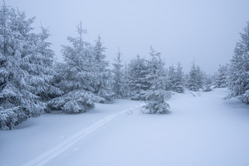 Gorgeous winter landscape in the mountains at snowy visibility with fog in the background, Czech Lysa Mountain