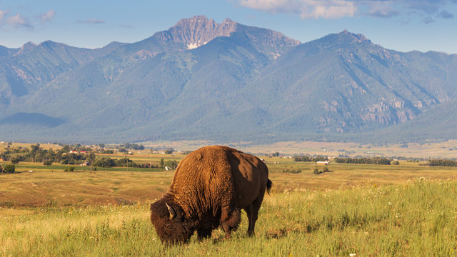 Bison grazing with the Swan Range majestically rising in the background