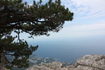 Fototapeta na wymiar tree on coast of the sea