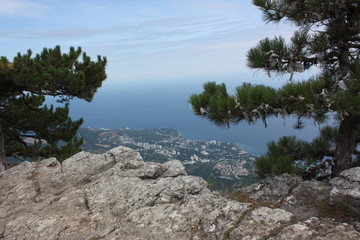 tree on coast of the sea