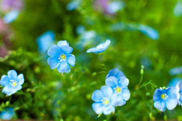 Blue flax flowers grow in the midst of dense green grass.