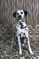 White and black spotted Dalmatian dog posing indoors sitting on a brown couch