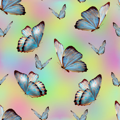 blue butterfly on collor background pattern