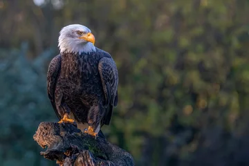  Beautiful and majestic bald eagle / American eagle  (Haliaeetus leucocephalus)  on a branch. American National Symbol Bald Eagle ons Sunny Day. © Albert Beukhof