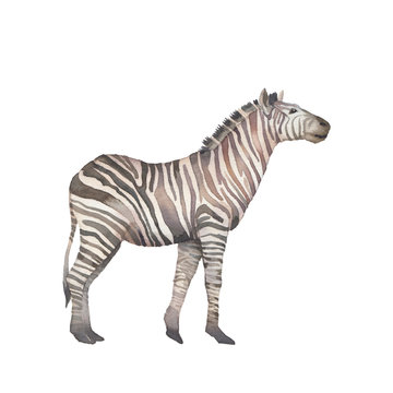 Zebra illustration. Watercolor animal isolated on white background.