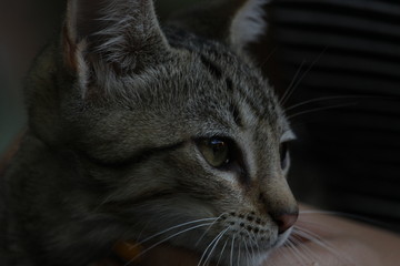 Fototapeta premium portrait of a cat