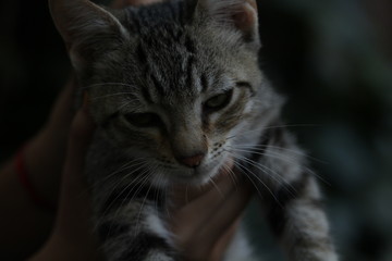 Fototapeta premium kot jest wręczany