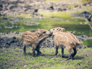 Two playing Boar piglets