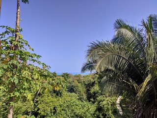 Obraz premium palm tree on background of blue sky