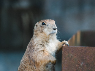 prairie dog