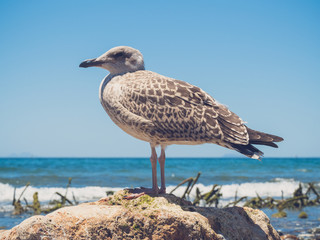 seagull on the beach