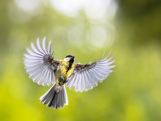 Fototapeta premium Bird in flight on green garden background with copy space