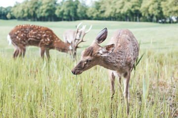 fallow deer in the forest