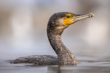 Great cormorant swimming