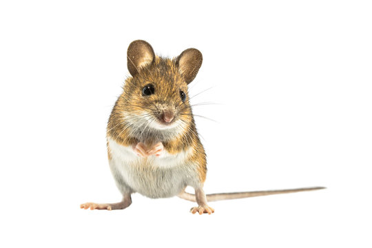What Do Mice Do In Winter  ABC Humane Wildlife Control and Prevention