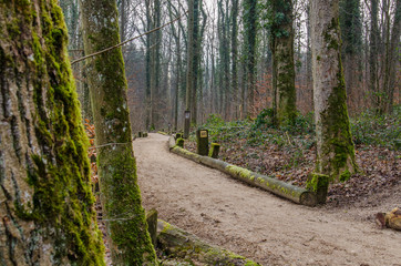 Wood chip trail for running through forest in Switzerland. Concept of active outdoor fitness.