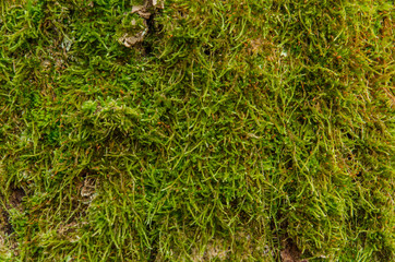 Close up of moss texture on tree.