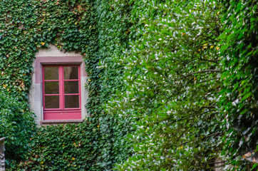 Fototapeta na wymiar Window with red frame on ivy covered wall. Densely grown ivy on building facade