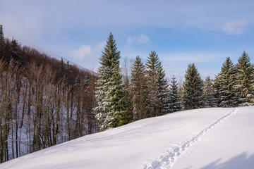 Obraz premium meadow in mountains in background forest with ridge covered by snow in winter, slovakia mala fatra