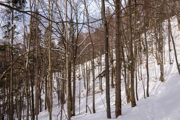 Beech forest covered with snow in winter afternoon, Slovakia Mala Fatra