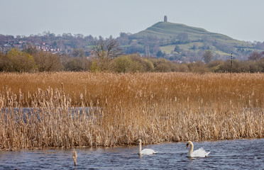 Pair of mute swans in reedbeds with Somerset Levels in background in Somerset, UK on 21 March 2020