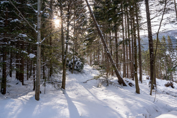 sun shine from behind tree in forest in mountains in beautiful winter landscape, slovakia mala fatra