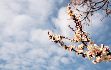 Blooming cherry branches on a background of cloudy blue sky, copy space for text. Beautiful spring time flowering trees. Shallow depth of field.